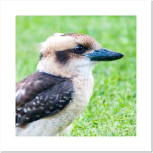 Laughing Kookaburra Posters and Art